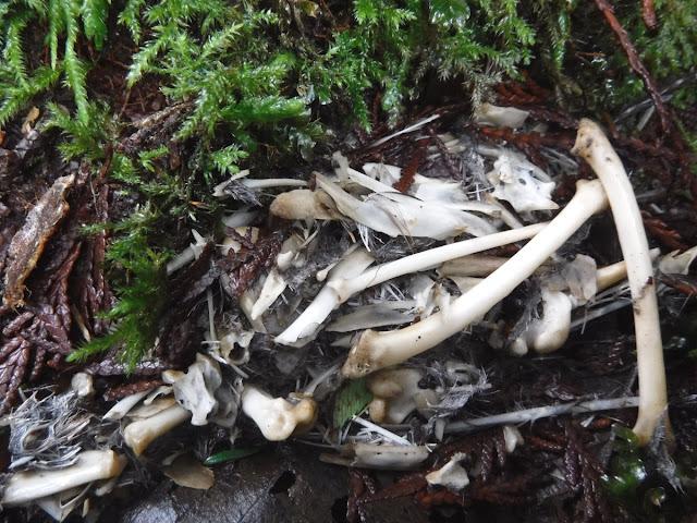 On a bed of moss, a pile of wet fur and tiny broken bones. It's an owl pellet: undigested parts of prey that an owl coughs up after eating.