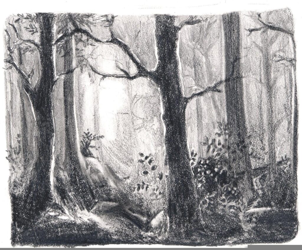 A graphite drawing of a deciduous forest in fog, with a light coming through from the distance. The forest floor is covered with uneven ground, mossy logs and perhaps rocks, and salal bushes reaching towards the light and the trees.
Artist: Emily van Lidth de Jeude