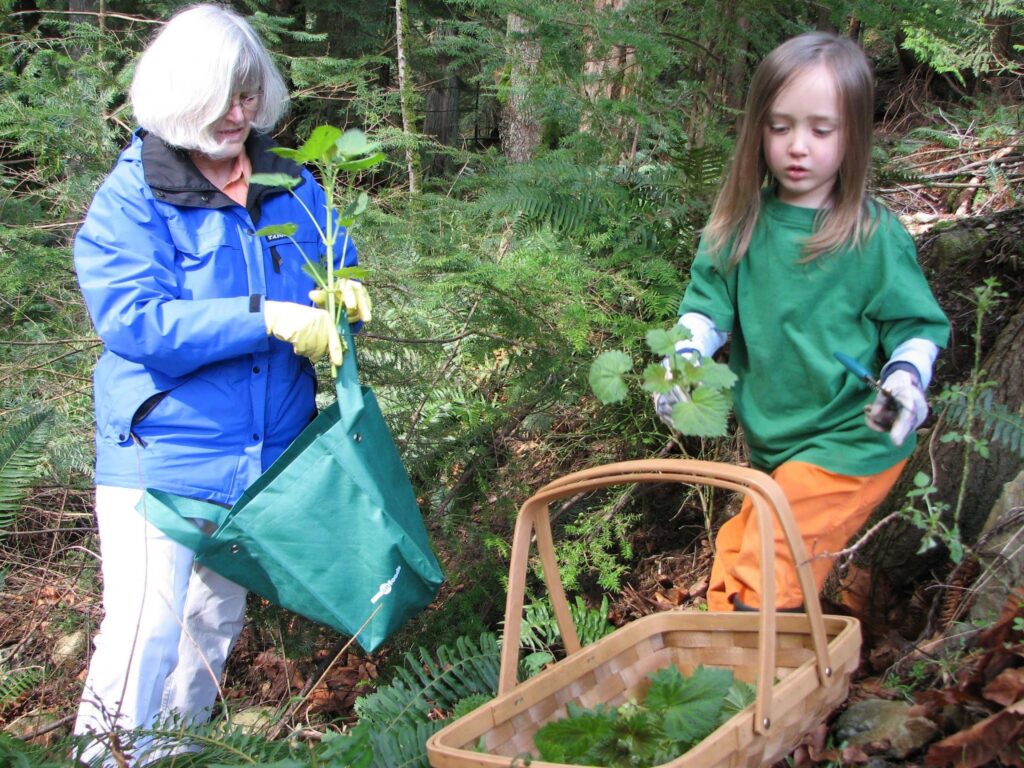 A white-haired woman and a young long-haired boy stand among ferns and nettles and wild berry plants, picking nettles and putting them into a shopping bag and a wicker basket.