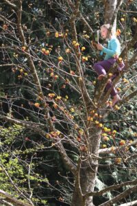 A young girl with long hair, shirt, pants, and bare feet, sits among the upper branches of a maple tree, her arms woven through the branches, holding a book she is reading.