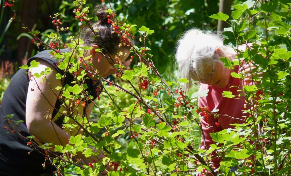 Two woman are partially obscured by a large red currant bush, where they are harvesting berries. They are leaning, heads close together. The woman on the left has dark brown hair pulled into a bun, and the woman on the right has white hair pulled into a bun.