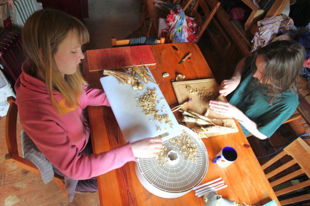 Two teenagers sit at a table, cutting burdock root into small pieces and laying them on dehydrator trays, for drying.