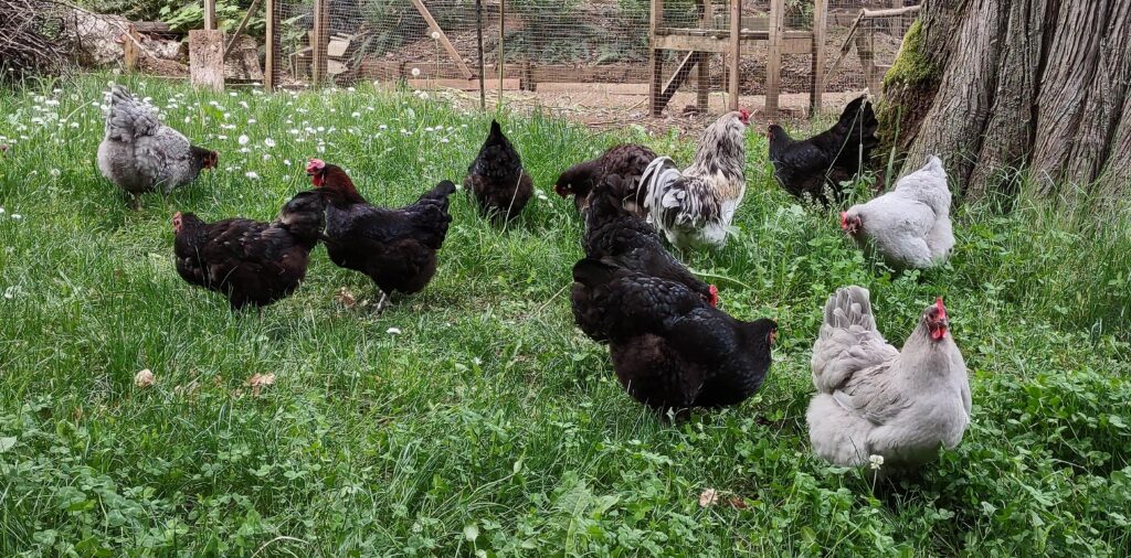 A group of black and grey chickens foraging in a clover lawn, with the base of a cedar tree and fencing in the background. In the middle of the group, a white splash-patterned rooster named the Splash stands beside a brown hen named Godiva.