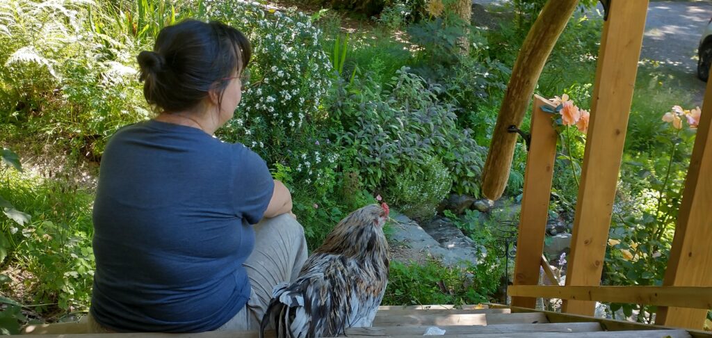 A photo of a woman and rooster, seen from behind, sitting on a garden stair, both looking out at the lush green yard and peach-coloured roses. There is a driftwood stair-railing on the right side of the photo.