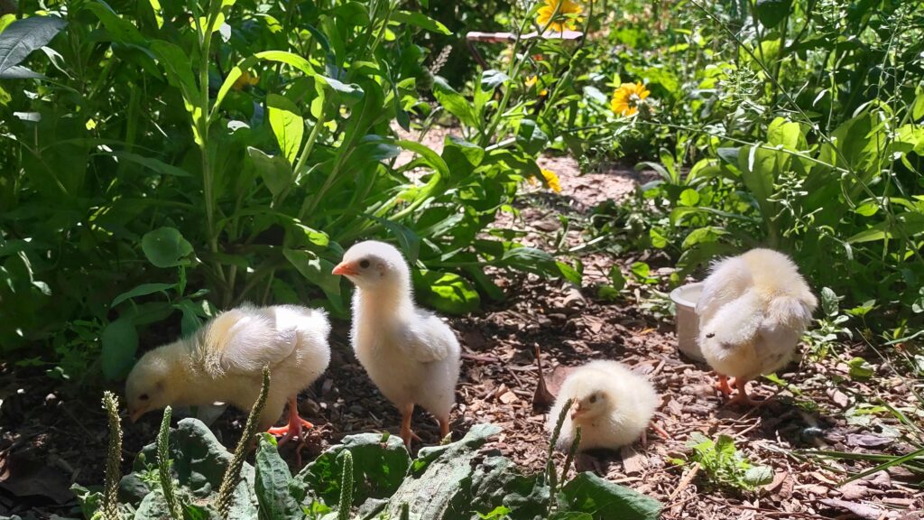 Four newly-hatched pale yellow fluffy chicks forage in the dappled sunlight, which is streaming down through tall green weeds and yellow calendula flowers. Spikes of plantain seeds are in the foreground.