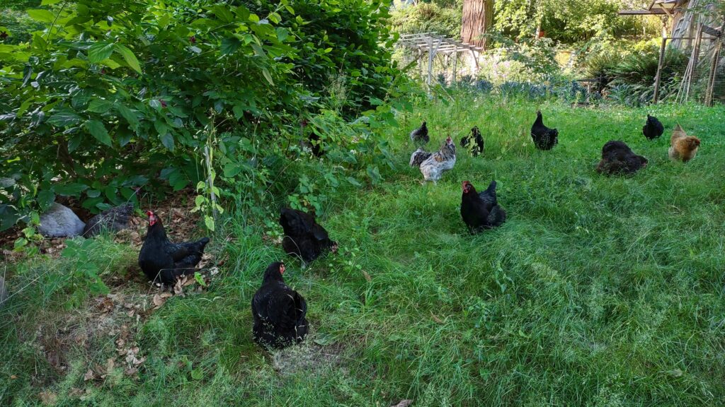 Fifteen chickens of various breeds and colours stand all over an unmowed lawn of clovers, weeds, and grasses, foraging in the partial shade of surrounding magnolias.