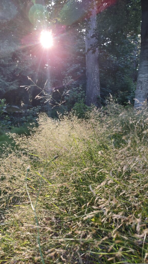 A white-barked copper beach trunk on the right of the photo, and the sun streaming down on the left, illuminating grass flowers in the foreground.