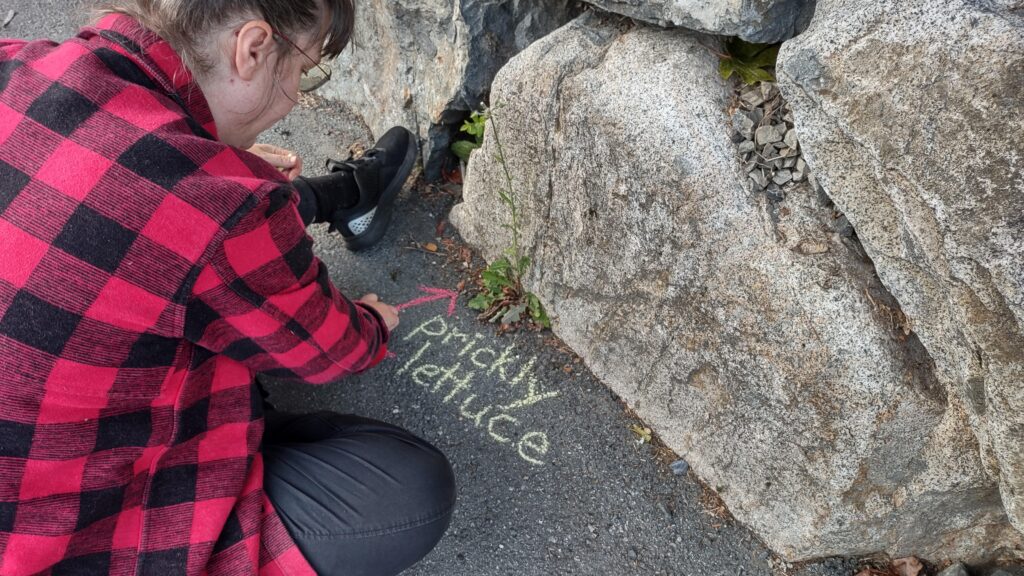 Close-up photo of artist Emily van Lidth de Jeude, with brown hair in buns and a red and black lumber jacket, sitting on the pavement next to a rock wall with a small plant growing out at the bottom. She he printing the words "prickly lettuce" in chalk, on the pavement.