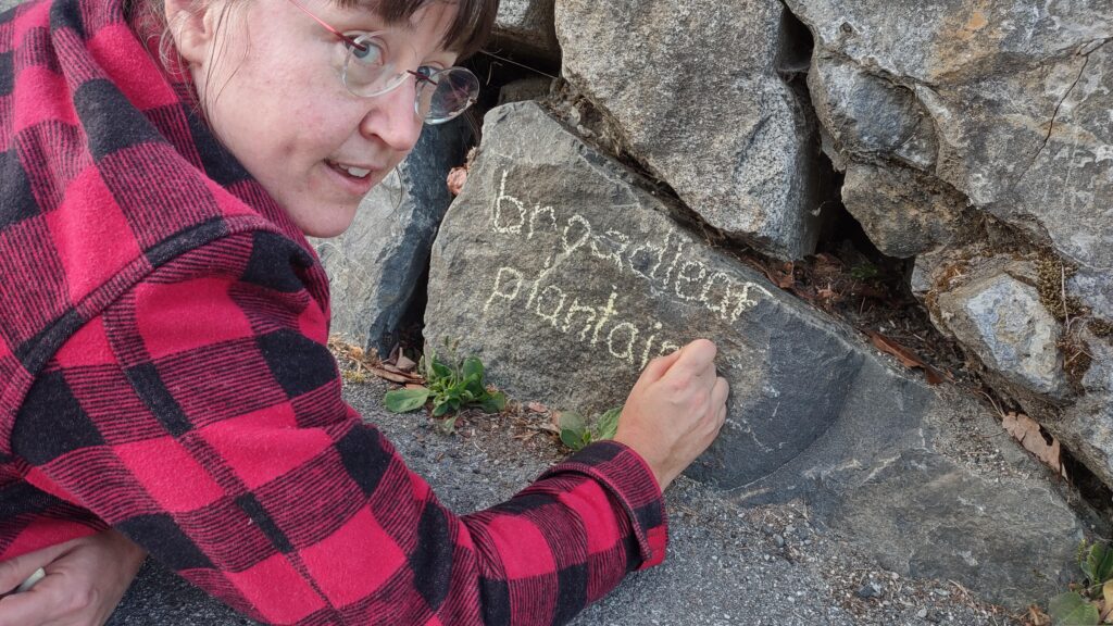 Close-up photo of artist Emily van Lidth de Jeude, with brown hair in buns and a red and black lumber jacket, printing the words "broadleaf plantain" on a rock with chalk. There are small plantain plants growing out from under the rock.