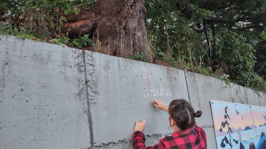 Photo of the back of artist Emily van Lidth de Jeude, with brown hair in buns and a red and black lumber jacket, printing the words "arbutus tree" on a concrete block wall, and a red arrow pointing up to the base of a large arbutus tree that is growing ontop of the wall.