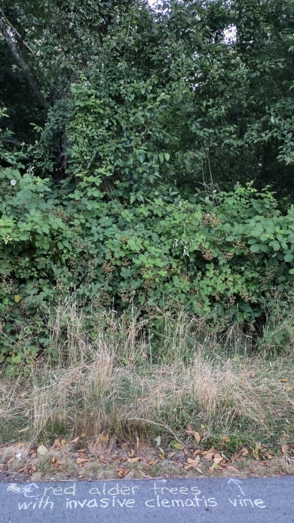 A photo of a sidewalk with the words "red alder tree with invasive clematis vine", written in chalk on the pavement. Beside the pavement is dry grass, then blackberry bushes, then above those red alder trees filled with invasive clematis vines, flowering white.