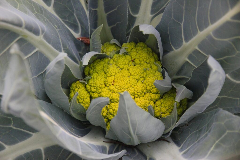 Close-up photo of a head of green cauliflower, still nestled in its leaves.