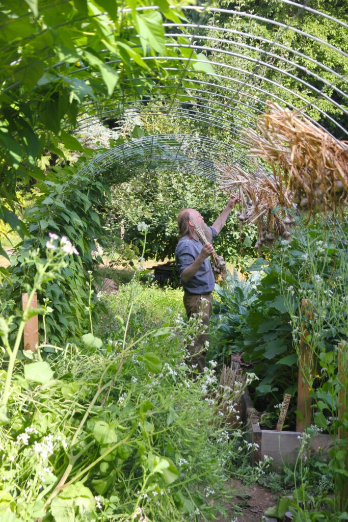 Inside a long arched trellis full of beans and white-blooming radishes on the left, and cucumber vines and hung bunches of curing garlic on the right, a blond-and-grey bearded man stands reaching up, taking down bunches of garlic to put into a cardboard box that's at his feet. He is pulling in the garlic before it rains.