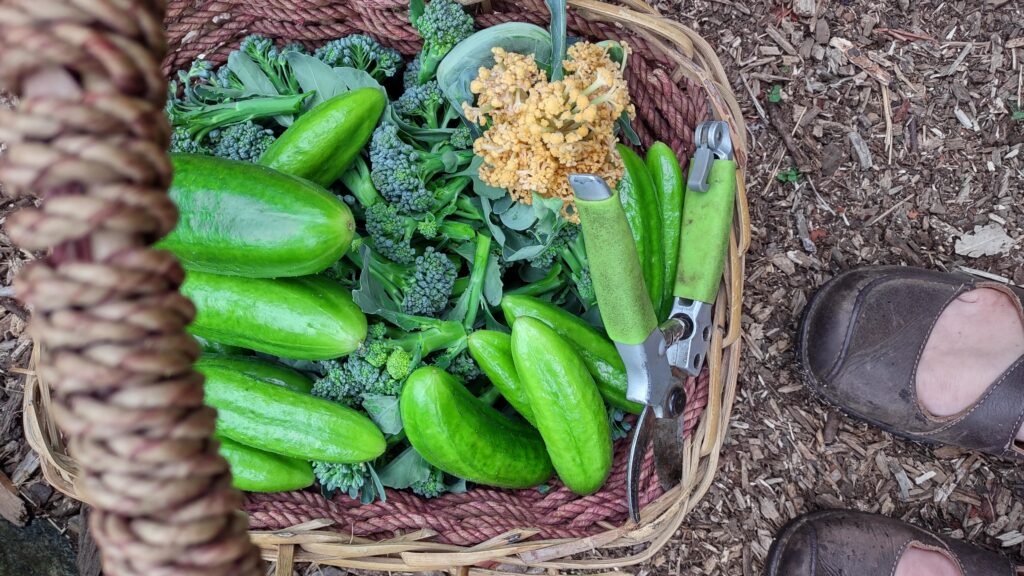A close-up photo of a basket containing pruning shears, a lot of broccoli, about ten hand-sized cucumbers, and a small head of orange cauliflower. Beside the basket, the brown leather toes of Emily's garden shoes can be seen.
