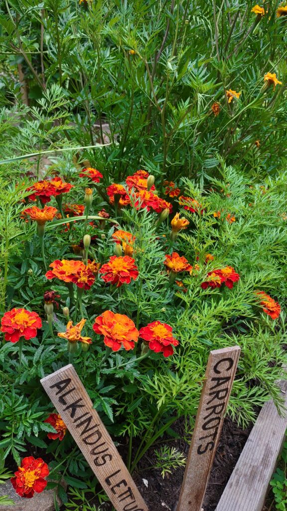 A huge clump of bright orange marigolds blossoms among carrot greens behind two wooden stakes with black hand-printed lettering that reads Alkindus Lettuce, and Carrots.