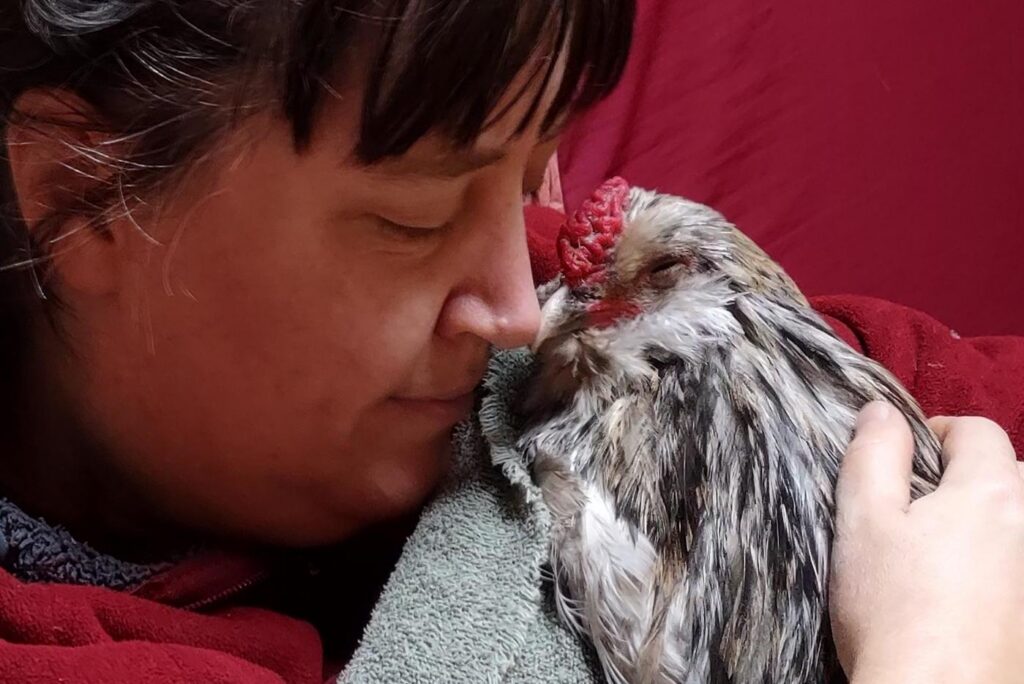 A closeup photo of a woman with brown hair tied back, in a red sweater, holding a white and black splash-patterned rooster in her arms. The rooster is resting his beak against her nose, and his eye is half closed.