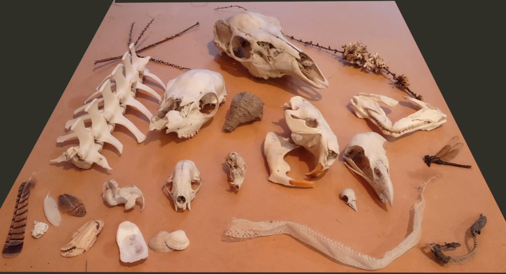 A collection of bones and other animal and plant parts on a wooden board. Including twigs, a piece of sea lion spine and a snake spine, skulls of deer, rat, beaver, baby hammerhead, river otter, eagle, songbird, and snake, a piece of wasp nest and snakeskin, barnacles, a crab leg, bivalve shells, a dried dragonfly, and feathers.