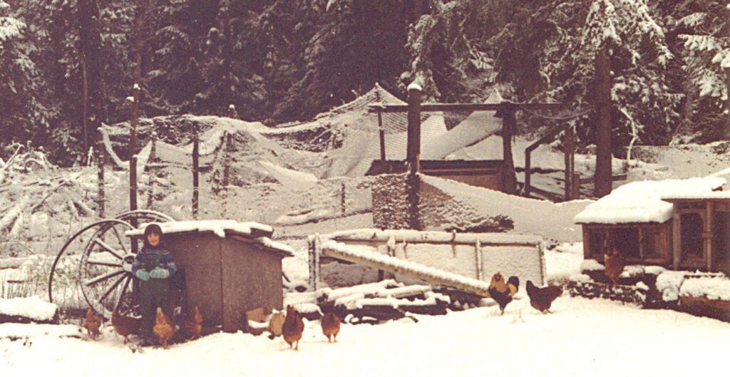 A young girl in a blue sweater and mittens stands in the snow among a whole bunch of chickens, some standing wooden wagon wheels, and various small coops and garden fences.
