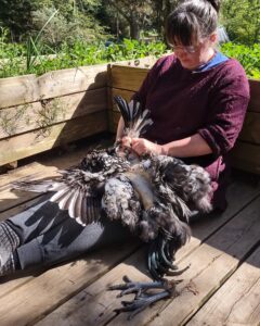 Artist Emily van Lidth de Jeude, sitting on a porch, leaning against vegetable planter boxes full of clover, onions, and spinach, while working a whole rooster hide on her lap. The rooster's drying feet are sitting beside her on the porch.