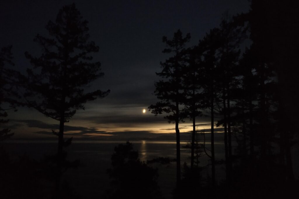 A very dark photograph taken by Emily van Lidth de Jeude. Tall coniferous trees are silhouetted against a wide ocean view, with an extremely deep blue-grey sky filling the upper two thirds of the view behind the trees. In the middle, a waxing half moon shines down on the ocean, and a line of deepening yellow-grey crosses the horizon, where the sun has recently sunk away.
