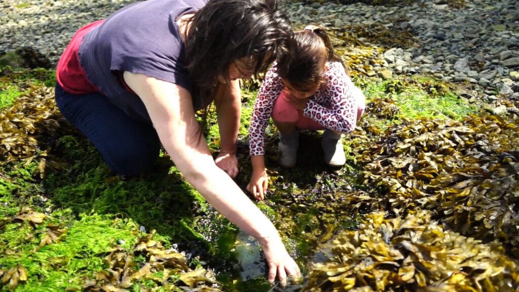 A photo og a woman with brown hair and a young child with brown hair, both squatting in a bed of sea lettuce and rockweed, pointing at creatures they're observing in a tidepool.