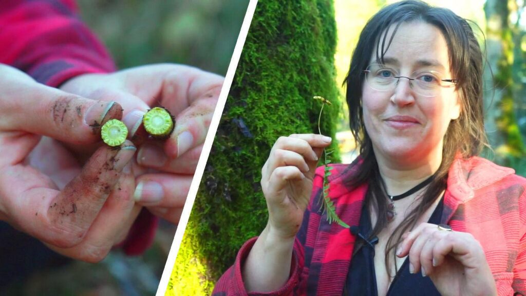 A split-screen view of two photos. On the left, a pair of hands are holding the broken stem of a horsetail, so we can see its structure. On the right, a woman stands beside a mossy maple trunk, holding a small piece of licorice fern up to the camera.